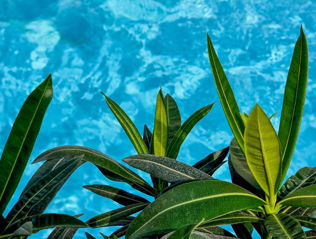 Grüne Blätter vor einem blauen Wasserhintergrund.