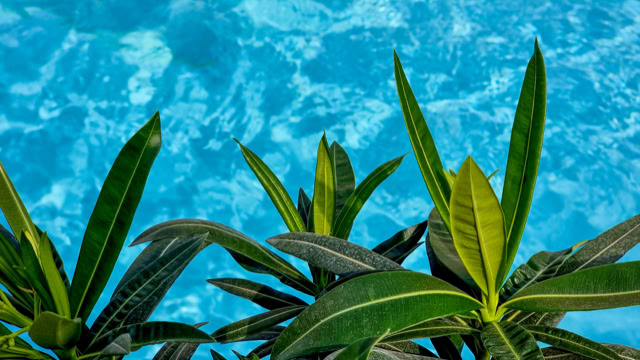 Grüne Blätter vor einem blauen Wasserhintergrund.